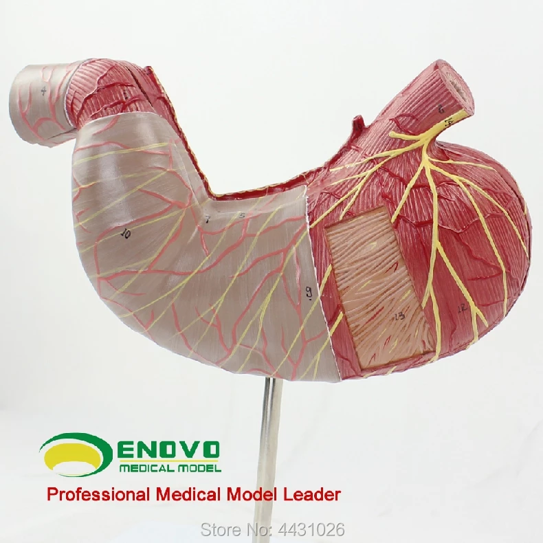 Detail Anatomi Sistem Pencernaan Manusia Nomer 38