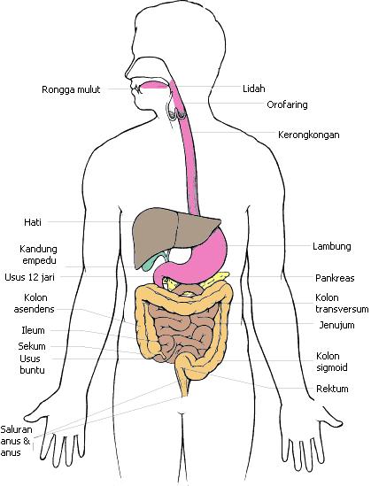 Detail Anatomi Sistem Pencernaan Manusia Nomer 40
