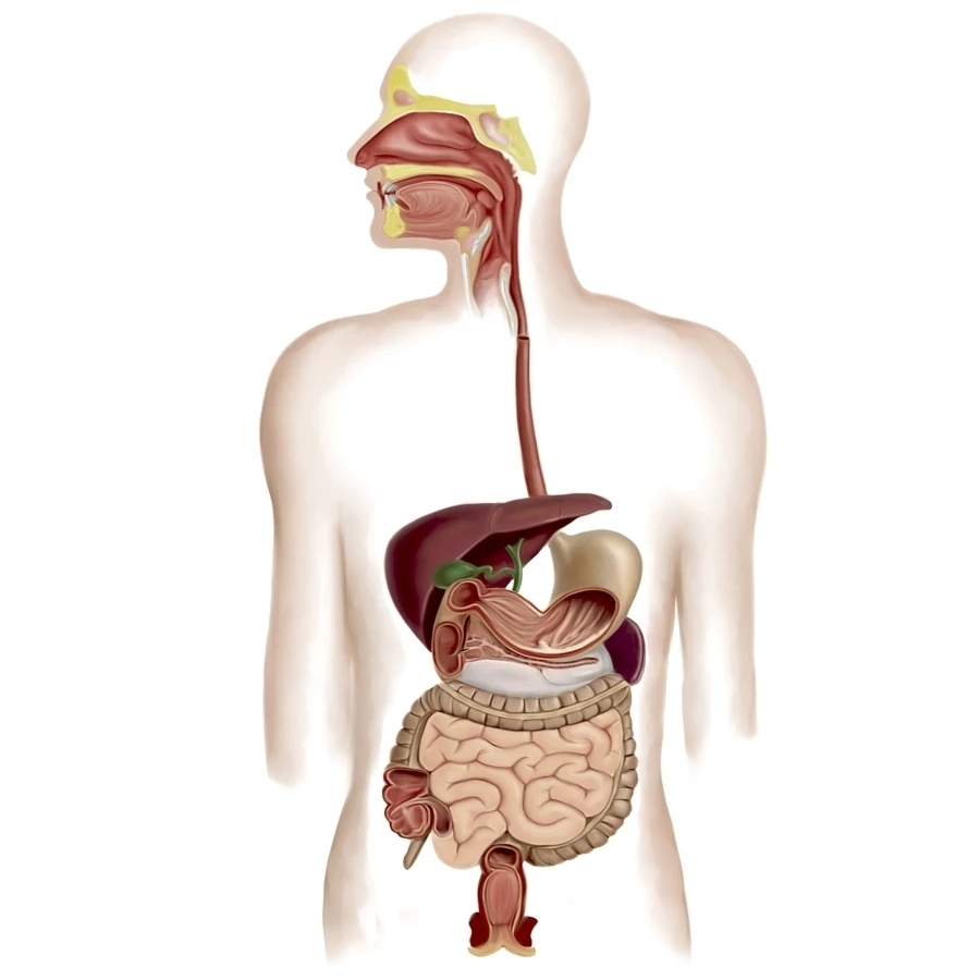 Detail Anatomi Sistem Pencernaan Manusia Nomer 6