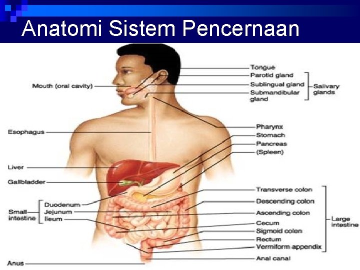 Detail Anatomi Sistem Pencernaan Manusia Nomer 50