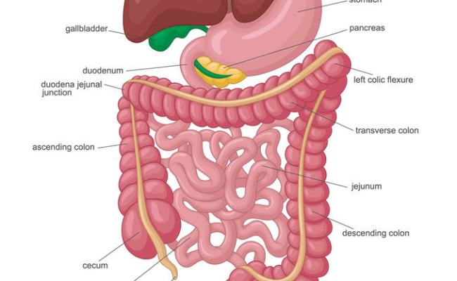 Detail Anatomi Sistem Pencernaan Manusia Nomer 8