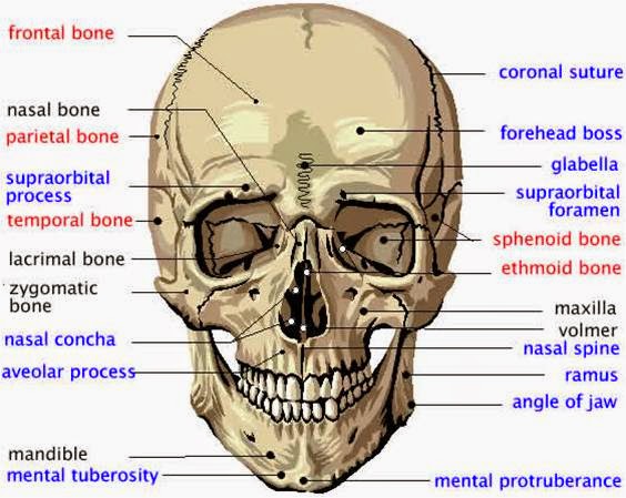 Detail Anatomi Tengkorak Kepala Manusia Nomer 3