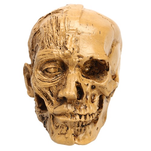 Detail Anatomi Tengkorak Kepala Manusia Nomer 30