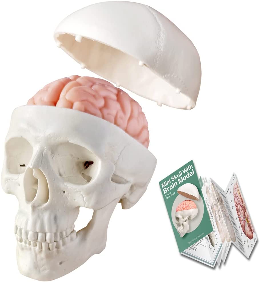 Detail Anatomi Tengkorak Kepala Manusia Nomer 43