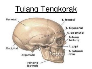 Detail Anatomi Tengkorak Kepala Manusia Nomer 6