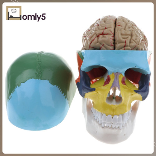Detail Anatomi Tengkorak Kepala Manusia Nomer 45