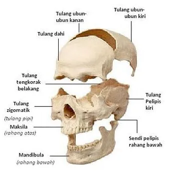 Detail Anatomi Tengkorak Kepala Manusia Nomer 52
