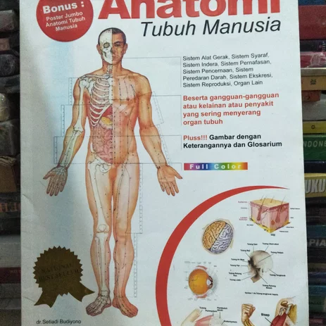 Detail Anatomi Tubuh Manusia Asli Nomer 49