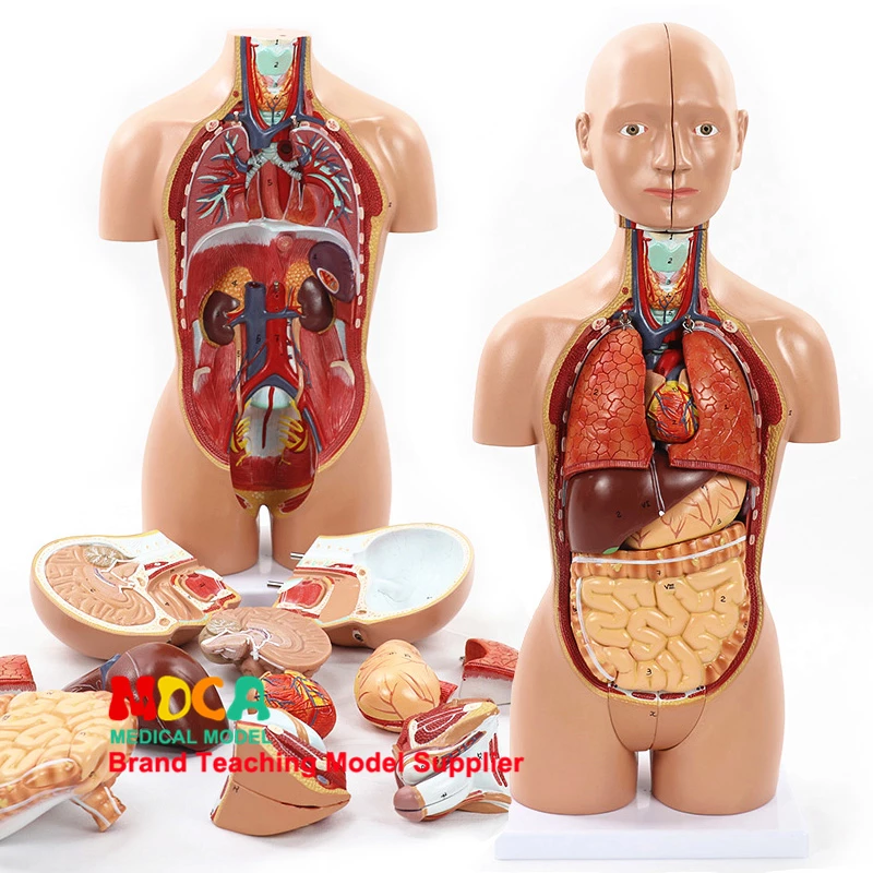 Detail Anatomi Tubuh Manusia Bagian Perut Nomer 12