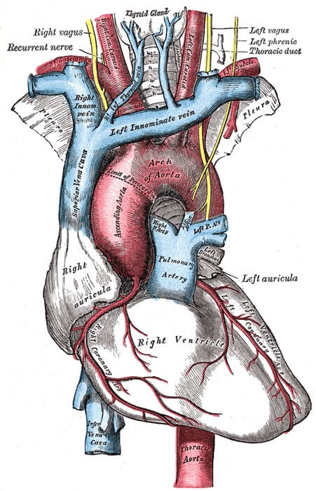 Detail Anatomi Tubuh Manusia Bagian Perut Nomer 26