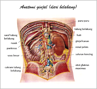 Detail Anatomi Tubuh Manusia Bagian Perut Nomer 30