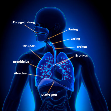 Detail Anatomi Tubuh Manusia Bagian Perut Nomer 42