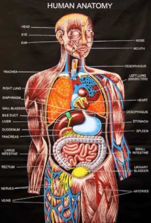 Detail Anatomi Tubuh Manusia Lengkap Nomer 2