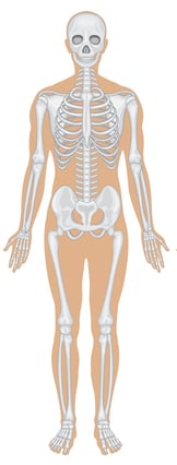 Detail Anatomi Tubuh Manusia Lengkap Nomer 10