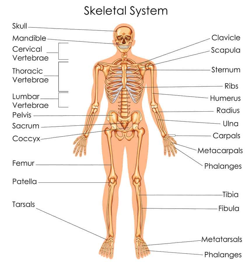 Detail Anatomi Tubuh Manusia Lengkap Nomer 17