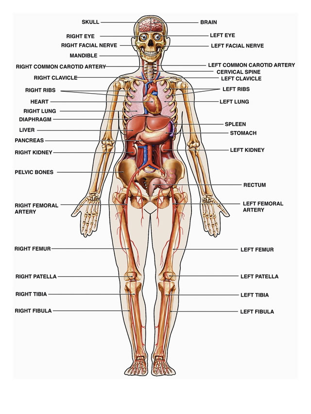 Detail Anatomi Tubuh Manusia Lengkap Nomer 3