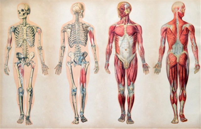 Detail Anatomi Tubuh Manusia Lengkap Nomer 25