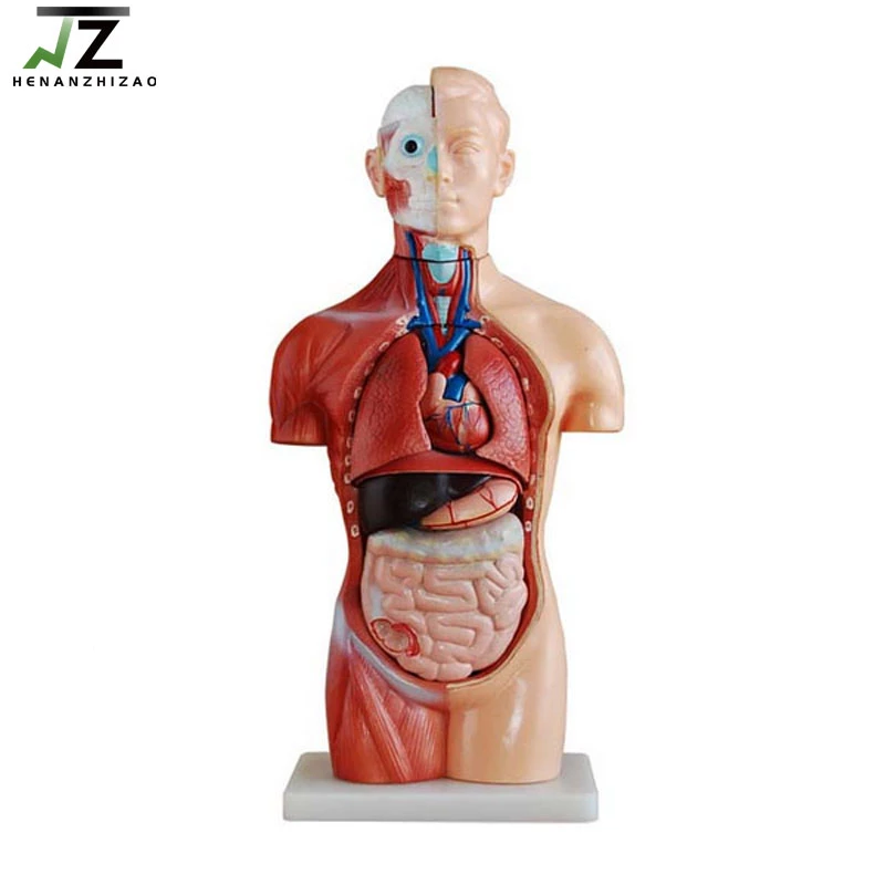 Detail Anatomi Tubuh Manusia Lengkap Nomer 44
