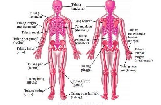 Detail Anatomi Tubuh Manusia Perempuan Nomer 11