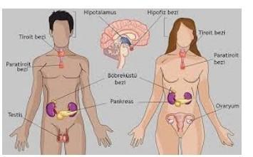 Detail Anatomi Tubuh Manusia Perempuan Nomer 15