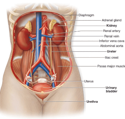 Detail Anatomi Tubuh Manusia Perempuan Nomer 16