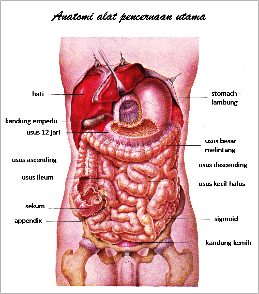 Detail Anatomi Tubuh Manusia Perempuan Nomer 2