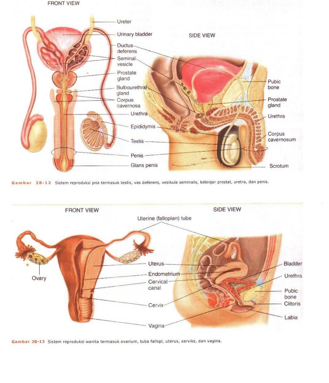 Detail Anatomi Tubuh Manusia Perempuan Nomer 30