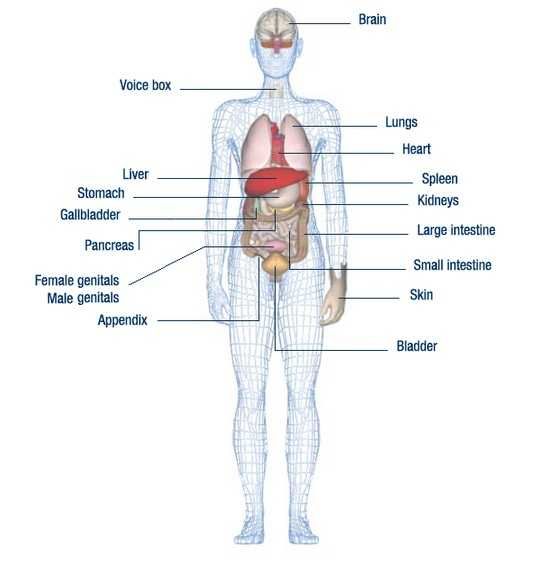Detail Anatomi Tubuh Manusia Perempuan Nomer 4