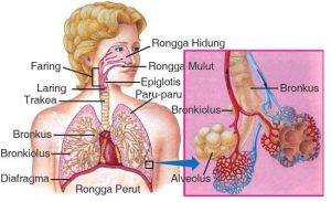 Detail Anatomi Tubuh Manusia Perempuan Nomer 41