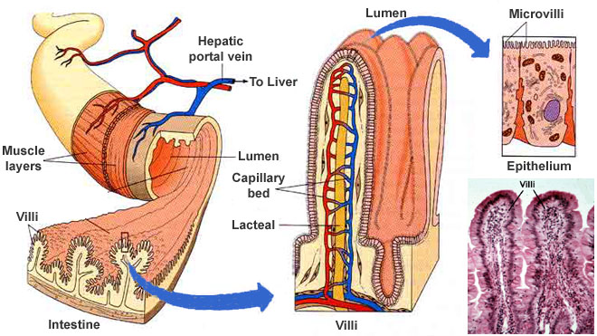 Detail Anatomi Usus Manusia Nomer 32