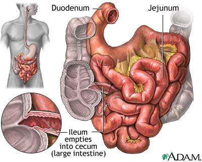 Detail Anatomi Usus Manusia Nomer 48