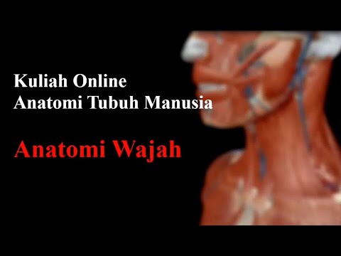 Detail Anatomi Wajah Manusia Nomer 20