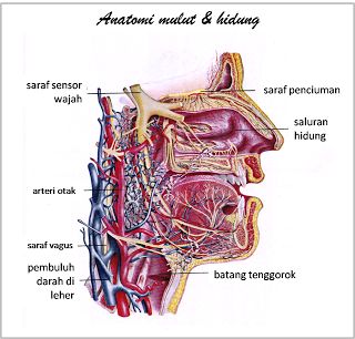 Detail Anatomi Wajah Manusia Nomer 21