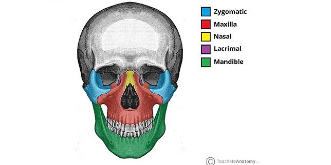 Detail Anatomi Wajah Manusia Nomer 37