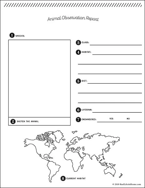 Detail Animal Report Template 4th Grade Nomer 25