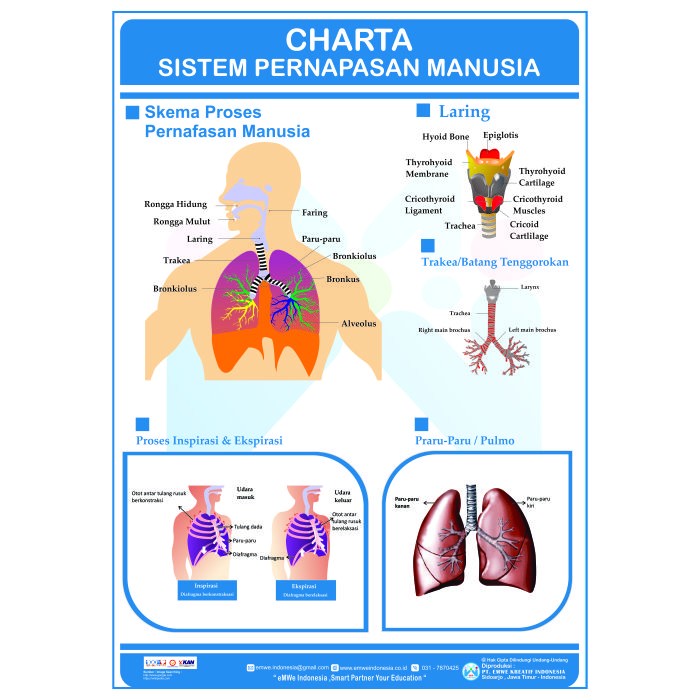 Detail Animasi Pernapasan Manusia Nomer 18