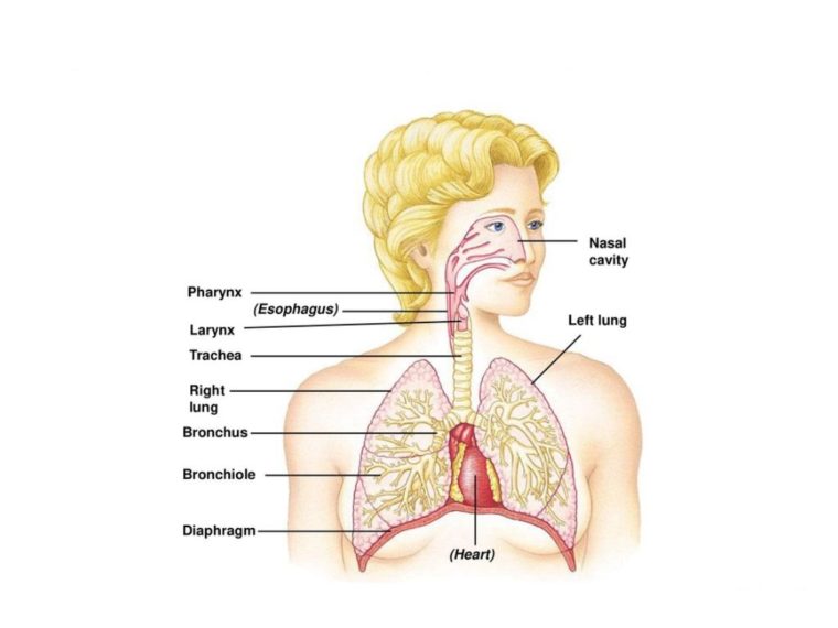 Detail Animasi Pernapasan Manusia Nomer 48