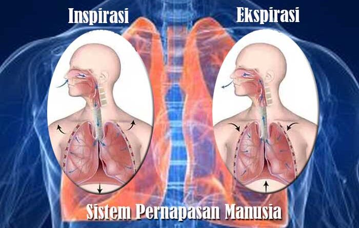 Detail Animasi Pernapasan Manusia Nomer 49