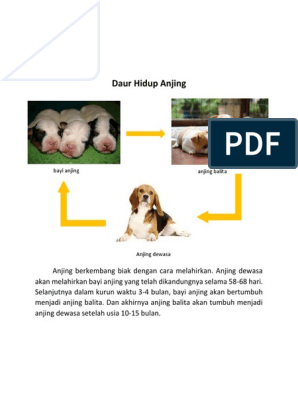 Detail Anjing Berkembang Biak Dengan Cara Nomer 12