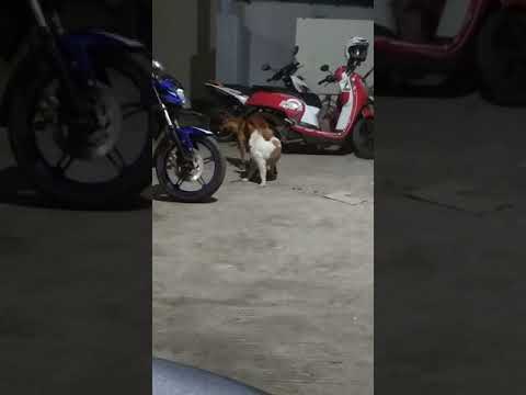 Detail Anjing Berkembang Biak Dengan Cara Nomer 13