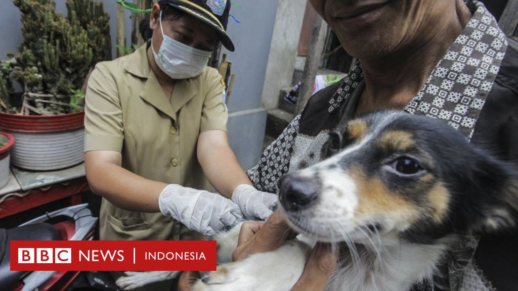 Detail Anjing Berkembang Biak Dengan Cara Nomer 45