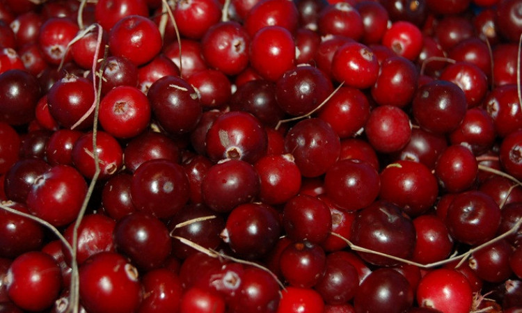 Detail Apa Itu Buah Cranberry Nomer 39