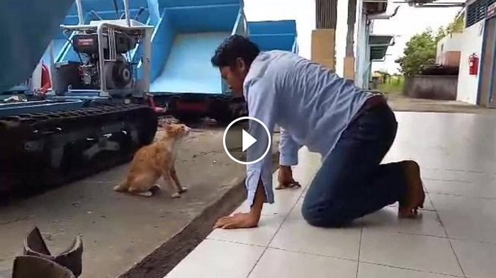 Detail Apa Itu Kucing Garong Nomer 33