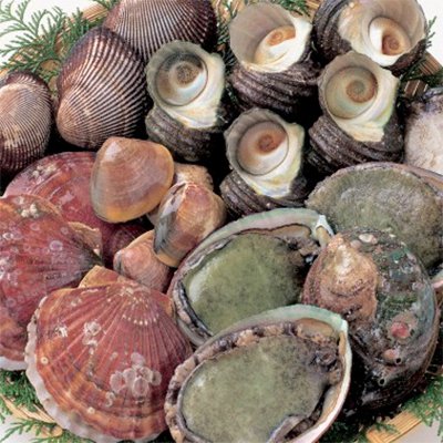 Detail Apa Itu Makanan Abalone Nomer 29