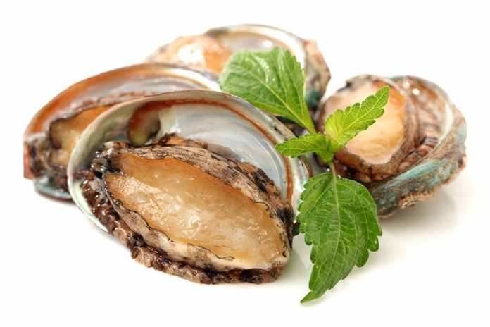 Detail Apa Itu Makanan Abalone Nomer 36