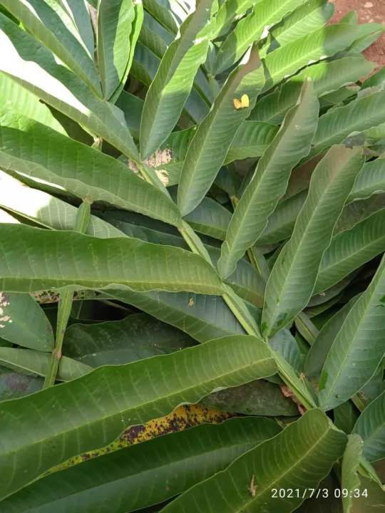 Detail Apa Itu Pohon Filicium Decipiens Gambar Jagung Nomer 16