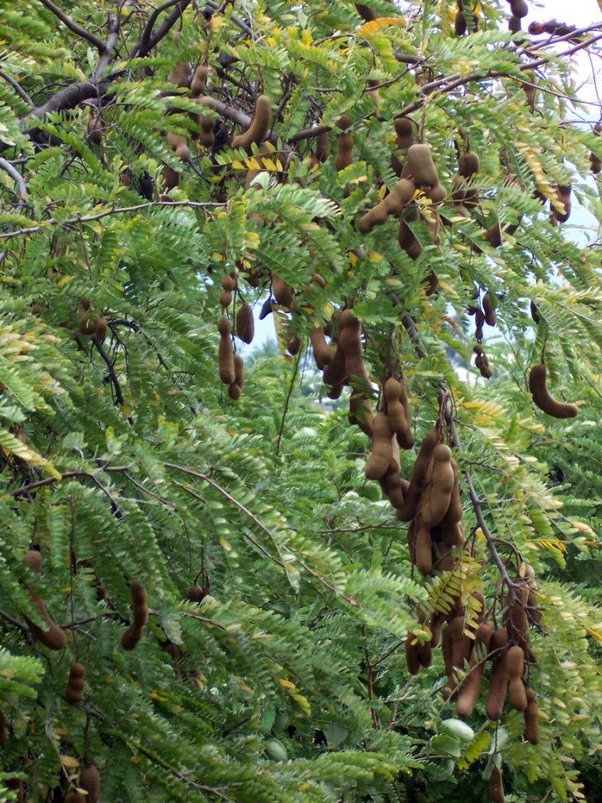 Detail Apa Itu Pohon Filicium Decipiens Gambar Jagung Nomer 18