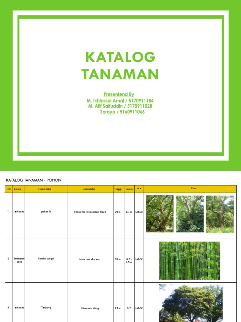 Detail Apa Itu Pohon Filicium Decipiens Gambar Palem Segitiga Nomer 8