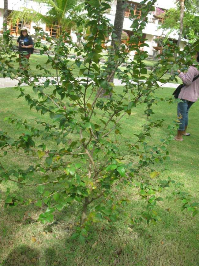 Detail Apa Itu Pohon Filicium Decipiens Gambar Palem Segitiga Nomer 22