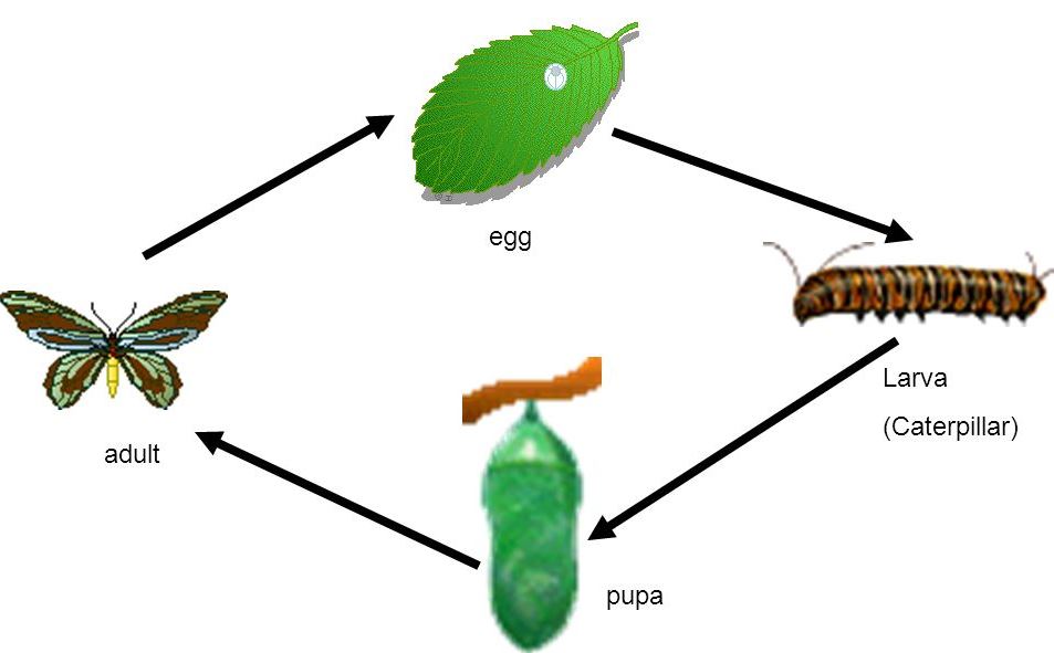 Detail Apa Itu Pupa Nomer 10